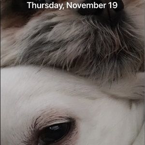 Meet your Posher, Harriet